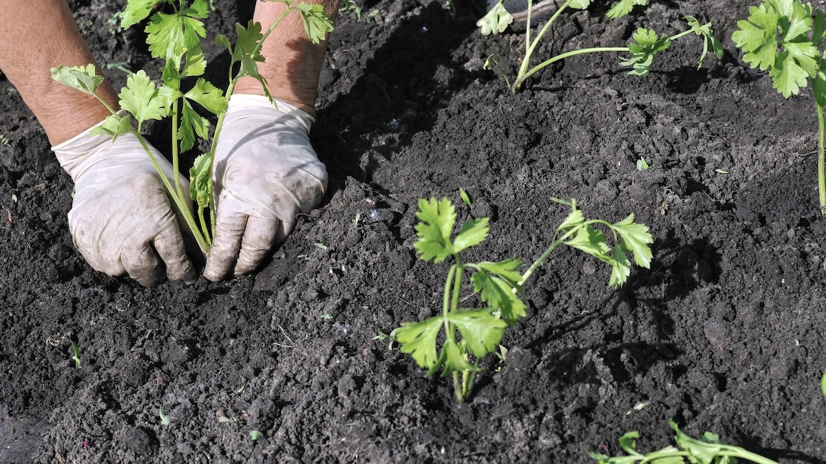 Growing Celery From Seed to Harvest: A Rewarding Beginner's Guide